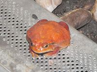 Dyscophus guineti