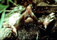Image of: Scalopus aquaticus (eastern mole)
