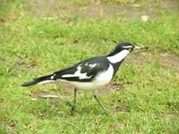 Grallina cyanoleuca - Magpie-Lark