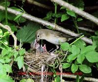 Sylvia borin - Garden Warbler