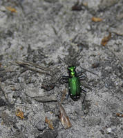 Image of: Cicindela sexguttata