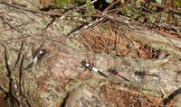 Image of: Libellula julia, Leucorrhinia glacialis