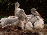 Pelecanus rufescens - Pink-backed Pelican