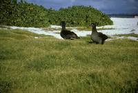 Phoebastria nigripes - Black-footed Albatross