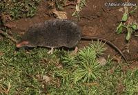 Sorex alpinus - Alpine Shrew