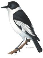 Image of: Ficedula albicollis (collared flycatcher)