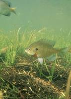 Lepomis macrochirus - Bluegill