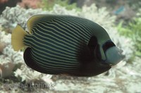 Pomacanthus imperator - Emperor Angelfish