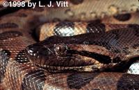 Image of: Eunectes murinus (green anaconda)