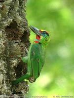 Red-throated Barbet - Megalaima mystacophanos