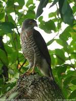 Crested Goshawk - Accipiter trivirgatus