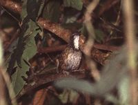 Large Wren Babbler - Napothera macrodactyla