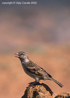 House Sparrow - Passer domesticus