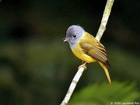 Grey-headed Canary Flycatcher - Culicicapa ceylonensis