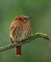 White-whiskered Puffbird (Malacoptila panamensis) photo