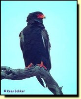 Bateleur - Terathopius ecaudatus