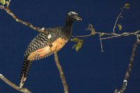 Bare-faced Curassow - Crax fasciolata