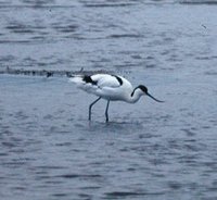 Pied Avocet - Recurvirostra avosetta