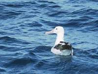 (Northern) Royal Albatross (Diomedea (epomophora) sanfordi) photo