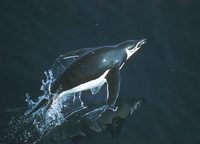 Chinstrap Penguin (Pygoscelis antarctica) photo