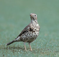 Mistle Thrush (Turdus viscivorus) photo