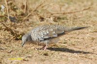 Scaled Dove - Columbina squammata