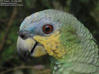 Orange-winged Parrot - Amazona amazonica