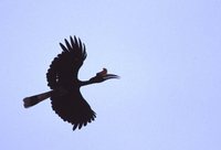 Rhinoceros Hornbill - Buceros rhinoceros