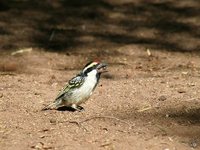 Pied Barbet - Tricholaema leucomelas