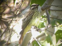 Sulphur-bellied Flycatcher - Myiodynastes luteiventris