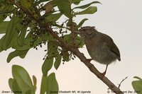 Green Crombec - Sylvietta virens