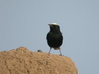 White-tailed Wheatear - Oenanthe leucopyga