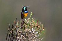 Orange-breasted Sunbird - Anthobaphes violacea