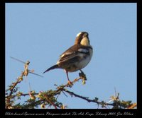 White-browed Sparrow-Weaver - Plocepasser mahali