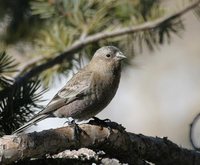 Brown-capped Rosy-Finch - Leucosticte australis