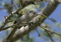 Green-tailed Warbler - Microligea palustris