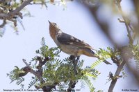 Tamarugo Conebill - Conirostrum tamarugense