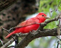 Summer Tanager - Piranga rubra