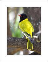 African Black-headed Oriole (Oriolus Larvatus)