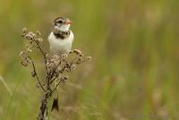 *NEW* Strange-tailed Tyrant (female)
