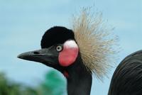 West African Crowned Crane