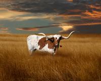 texas longhorn with rose 1 2.jpg (373722 bytes)