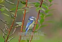 Blue Tit Parus caeruleus stock photo