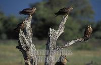 Yellow billed kite , Milvus parasitus , Hwange National Park , Zimbabwe stock photo