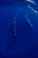 Underwater view of Sei whale & calf.