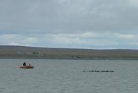 Brent     geese Branta bernicla