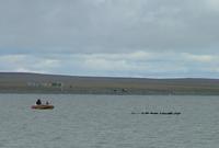 Brent     geese Branta bernicla