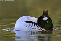 004744 - Bucephala clangula (Goldeneye)