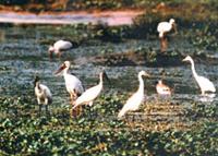 White Ibis & Large Egrer