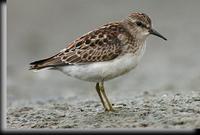 Least Sandpiper, Jamaica Bay, NY